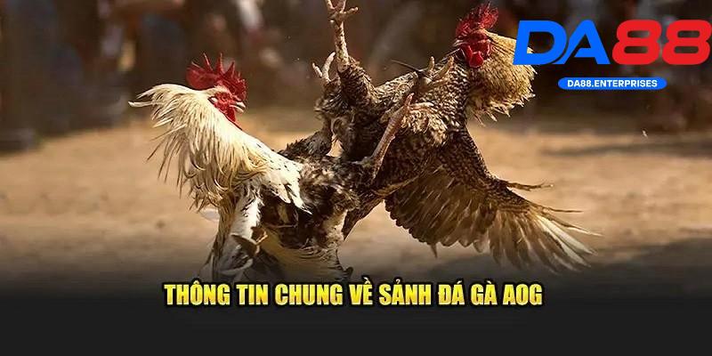 Sảnh AOG Đá Gà – Trải nghiệm đá gà siêu thực tại DA88 2 Giới thiệu sảnh AOG Đá Gà