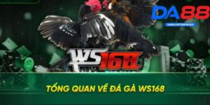 Ws168 Đá Gà DA88